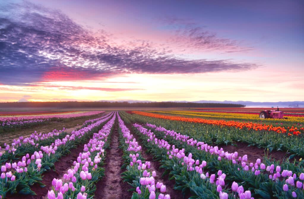 Rows of colorful tulips—pink, yellow, red, and orange—stretch across a field at sunrise, with a dramatic sky overhead and a tractor visible in the distance on the right side.