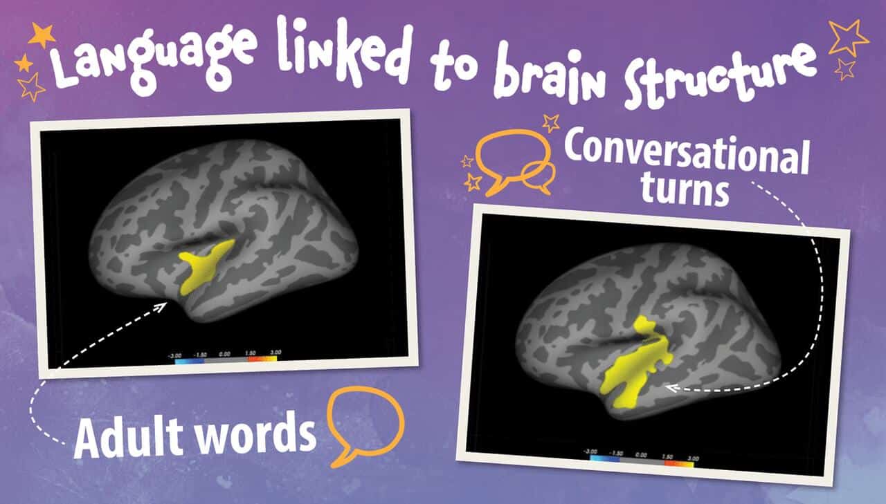 Two brain illustrations show highlighted areas, labeled “Adult words” and “Conversational turns,” with the heading “Language linked to brain structure” on a purple background with doodles.