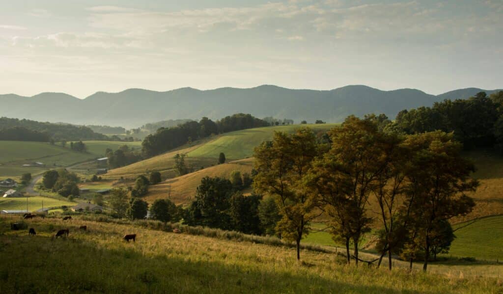 A scenic rural landscape featuring rolling green hills, clusters of trees, grazing cattle, and distant blue mountains under a partly cloudy sky. Soft sunlight bathes the scene, creating gentle shadows and a peaceful atmosphere.