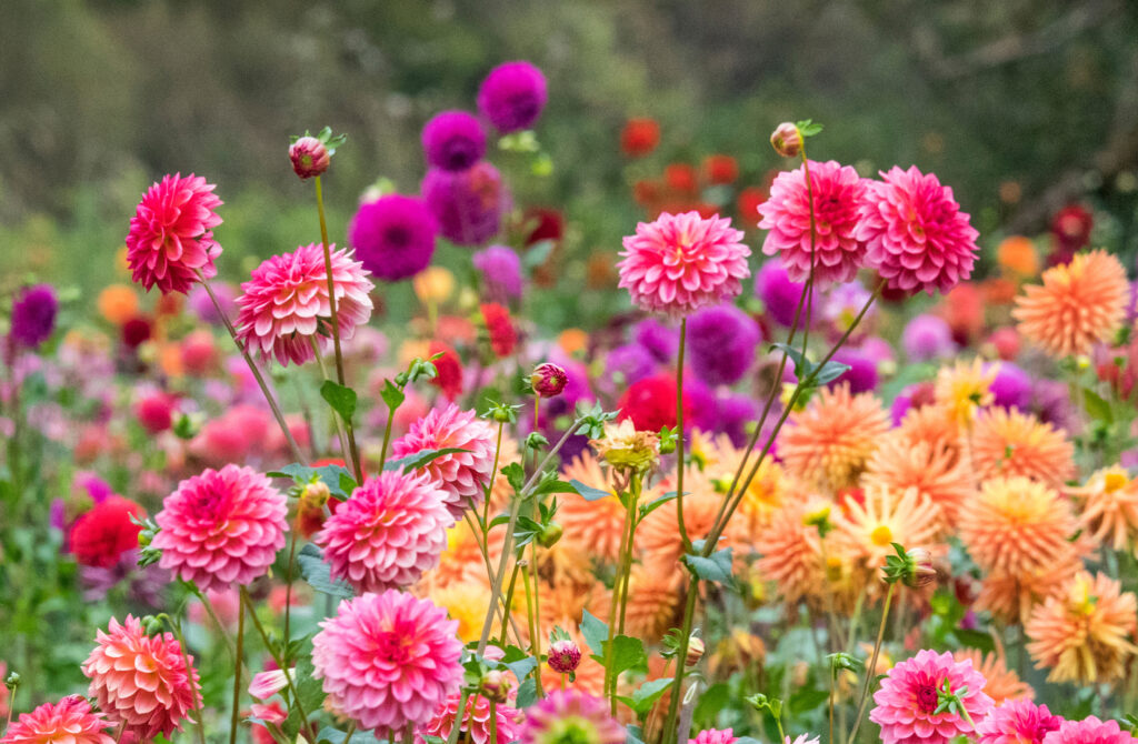 A vibrant garden filled with blooming dahlias in shades of pink, purple, red, and yellow, with green stems and leaves, set against a blurred natural background.